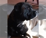 Small #4 Mastiff