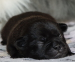 Small Photo #72 Pug Puppy For Sale in WINNSBORO, TX, USA