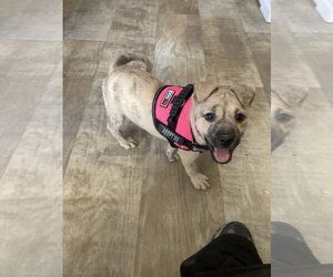 Happy - Female Mutt Dog for Adoption - Photo #6