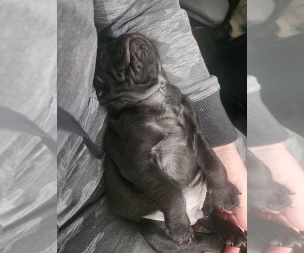 Medium Photo #8 Pug Puppy For Sale in LOS ANGELES, CA, USA