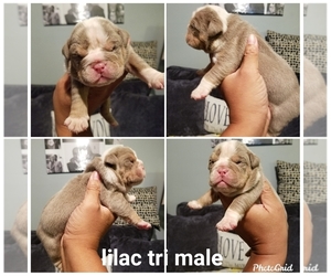 Olde English Bulldogge Puppy for sale in JERSEY CITY, NJ, USA