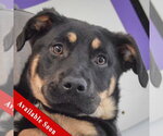 Small Shepweiller