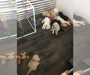 Goldendoodle Puppy for sale in LAKE ELSINORE, CA, USA