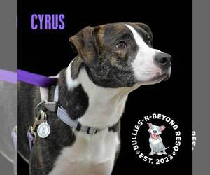 Cyrus - Male American Staffordshire Terrier-Australian Shepherd Mix Dog for Adoption - Photo #4