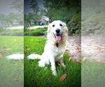 Small #10 Great Pyrenees