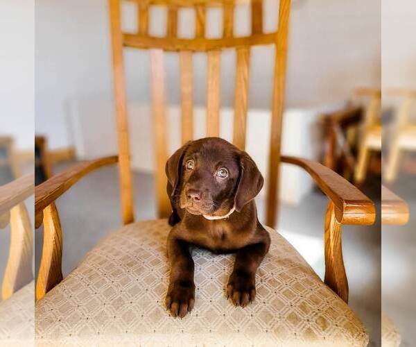 Medium Photo #1 Labrador Retriever Puppy For Sale in WAGENER, SC, USA