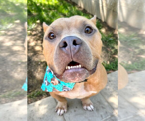 Medium Photo #3 American Staffordshire Terrier-Bulldog Mix Puppy For Sale in Redlands, CA, USA