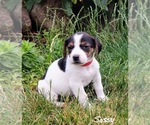 Puppy 7 Beabull-Jack Russell Terrier Mix