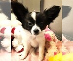 Small #3 Papillon