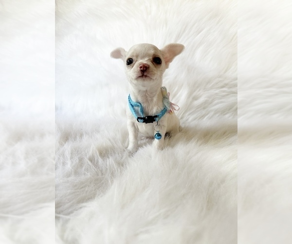Medium Photo #3 Chihuahua Puppy For Sale in SACRAMENTO, CA, USA