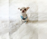 Small #2 Chihuahua