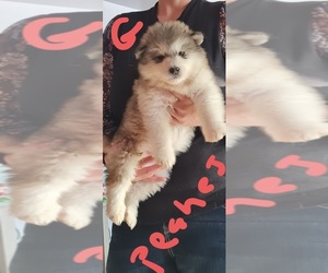 Alaskan Malamute Puppy for sale in CASS CITY, MI, USA