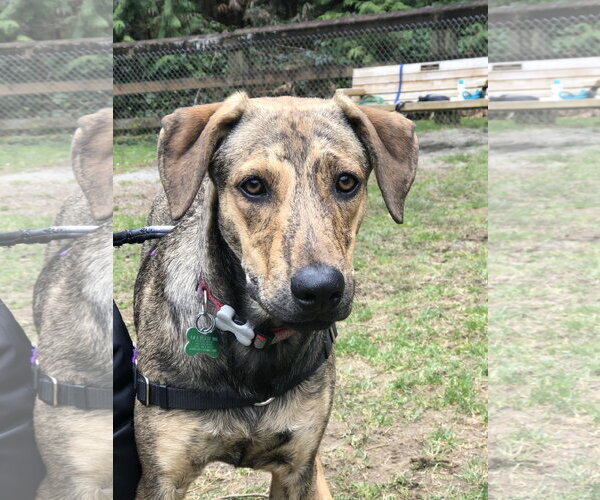 Medium Photo #6 Mutt Puppy For Sale in Bellevue, WA, USA