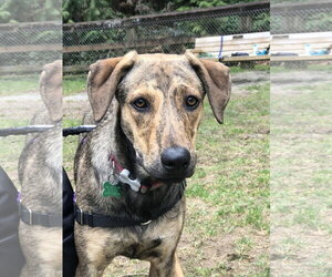 Chuleta - Female Mutt Dog for Adoption - Photo #6