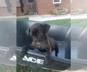 Jug Puppy for sale in CADIZ, KY, USA