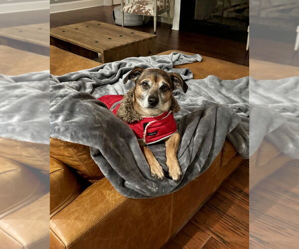 Medium Photo #1 Chiweenie Puppy For Sale in Brewster, NY, USA