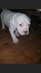 Small Photo #35 American Pit Bull Terrier Puppy For Sale in GRIFFIN, GA, USA