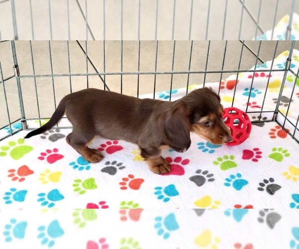 Medium Photo #4 Dachshund Puppy For Sale in ORO VALLEY, AZ, USA