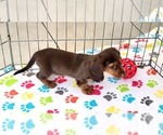Small #3 Dachshund