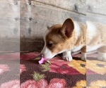 Small #12 Pembroke Welsh Corgi