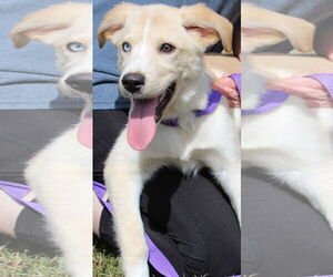 Medium Huskies -Labrador Retriever Mix