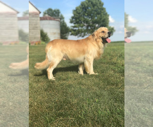 Father of the Golden Retriever puppies born on 06/16/2025