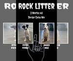 Small Photo #2 Pyrenees Husky Puppy For Sale in Jacksonville, NC, USA