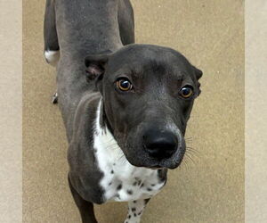 Mutt Dogs for adoption in Rockaway, NJ, USA