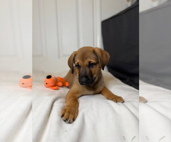 Medium Photo #3 German Shepherd Dog Puppy For Sale in Minneapolis, MN, USA