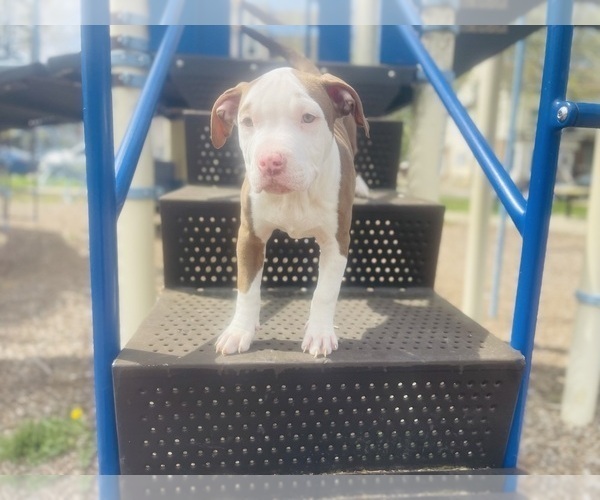 Medium Photo #1 American Pit Bull Terrier Puppy For Sale in TRENTON, NJ, USA