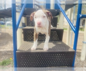 American Pit Bull Terrier Puppy for sale in TRENTON, NJ, USA