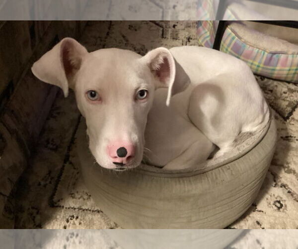 Medium Photo #4 Labrador Retriever-Unknown Mix Puppy For Sale in St. Ann, MO, USA