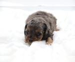 Small #43 Cockapoo