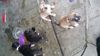 American Pit Bull Terrier Puppy for sale in OAKLEY, CA, USA