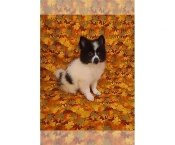 Medium Photo #4 American Eskimo Dog Puppy For Sale in CLARKSVILLE, TN, USA