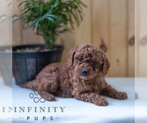 Poodle (Miniature) Puppy for sale in MILL HALL, PA, USA