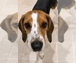 Small #1 Beagle Mix