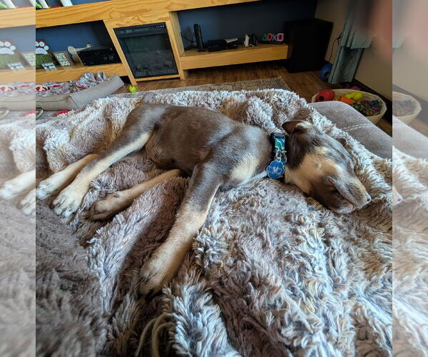 Medium Photo #6 Siberian Husky-Unknown Mix Puppy For Sale in Fargo, ND, USA