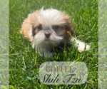 Small #3 Shih Tzu