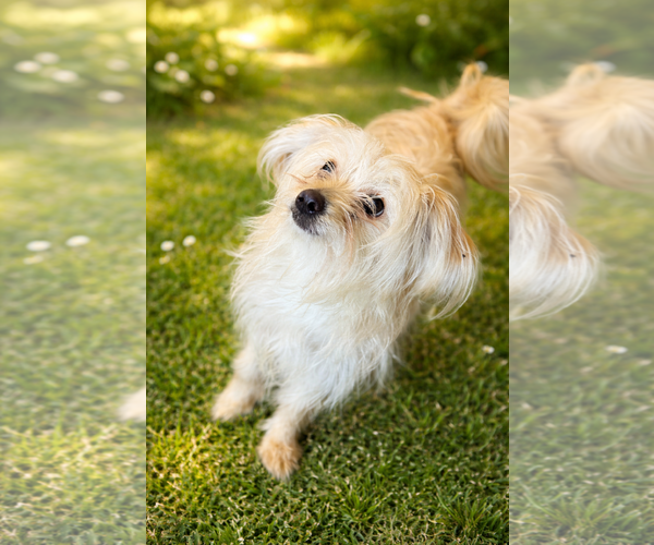 Medium Photo #1 Silky Terrier-Unknown Mix Puppy For Sale in Phoenix, AZ, USA