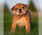 Small Photo #51 English Bulldog Puppy For Sale in WARSAW, IN, USA