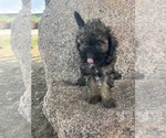 Small #21 Poodle (Miniature)-Poodle (Standard) Mix