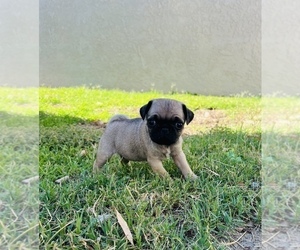 Pug Dogs for adoption in RANCHO MIRAGE, CA, USA