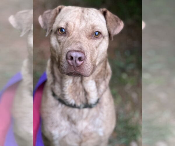 Medium Photo #10 Chinese Shar-Pei-Labrador Retriever Mix Puppy For Sale in Atlanta, GA, USA