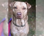Small #9 Chinese Shar-Pei-Labrador Retriever Mix