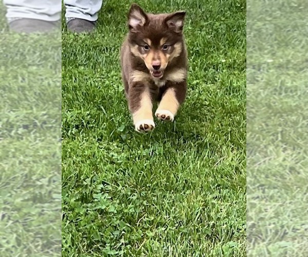 Medium Photo #5 Miniature Australian Shepherd Puppy For Sale in WENTZVILLE, MO, USA