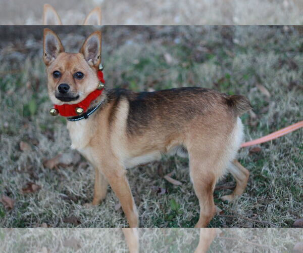 Medium Photo #3 Pineranian Puppy For Sale in Cookeville, TN, USA
