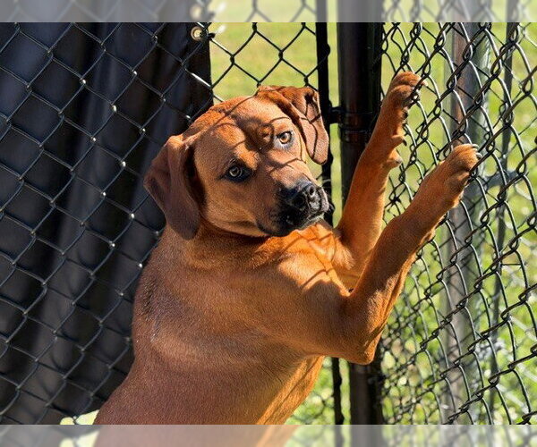 Medium Photo #1 Labrador Retriever-Unknown Mix Puppy For Sale in Tulsa, OK, USA