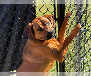 Labrador Retriever-Unknown Mix Dogs for adoption in Tulsa, OK, USA
