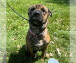 Small #3 Chow Chow Mix